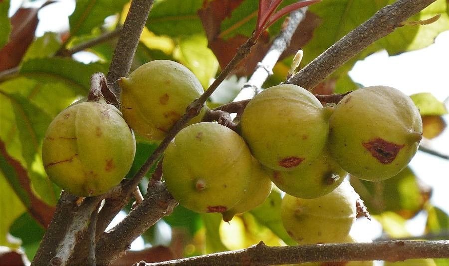 Macadamia tetraphylla fruit