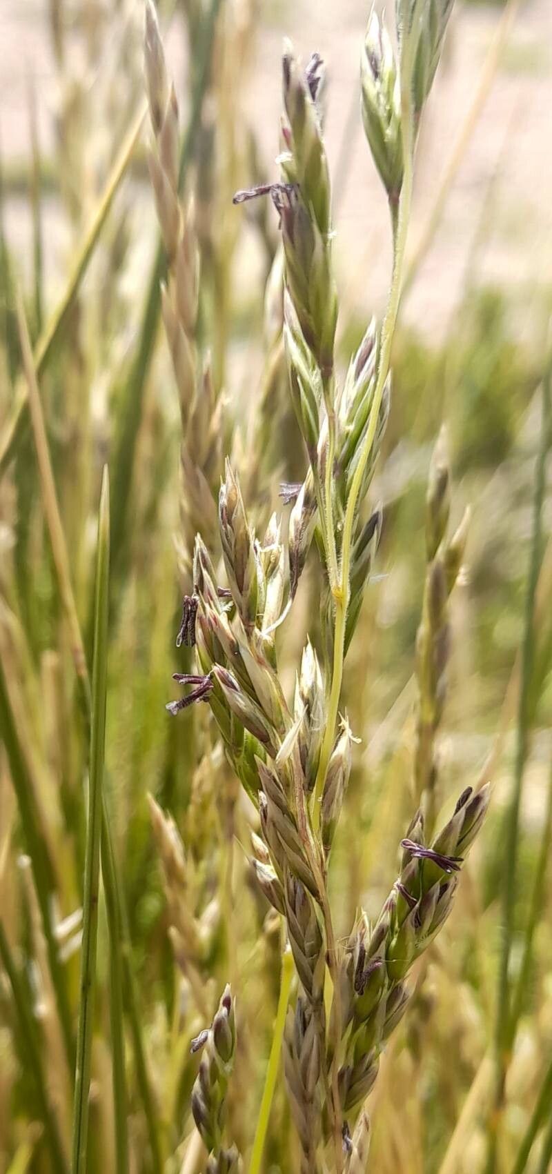 Festuca chrysophylla flower