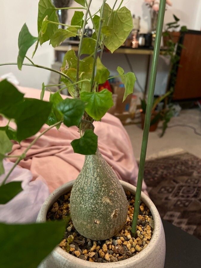 Gerrardanthus macrorhizus — houseplant care guide