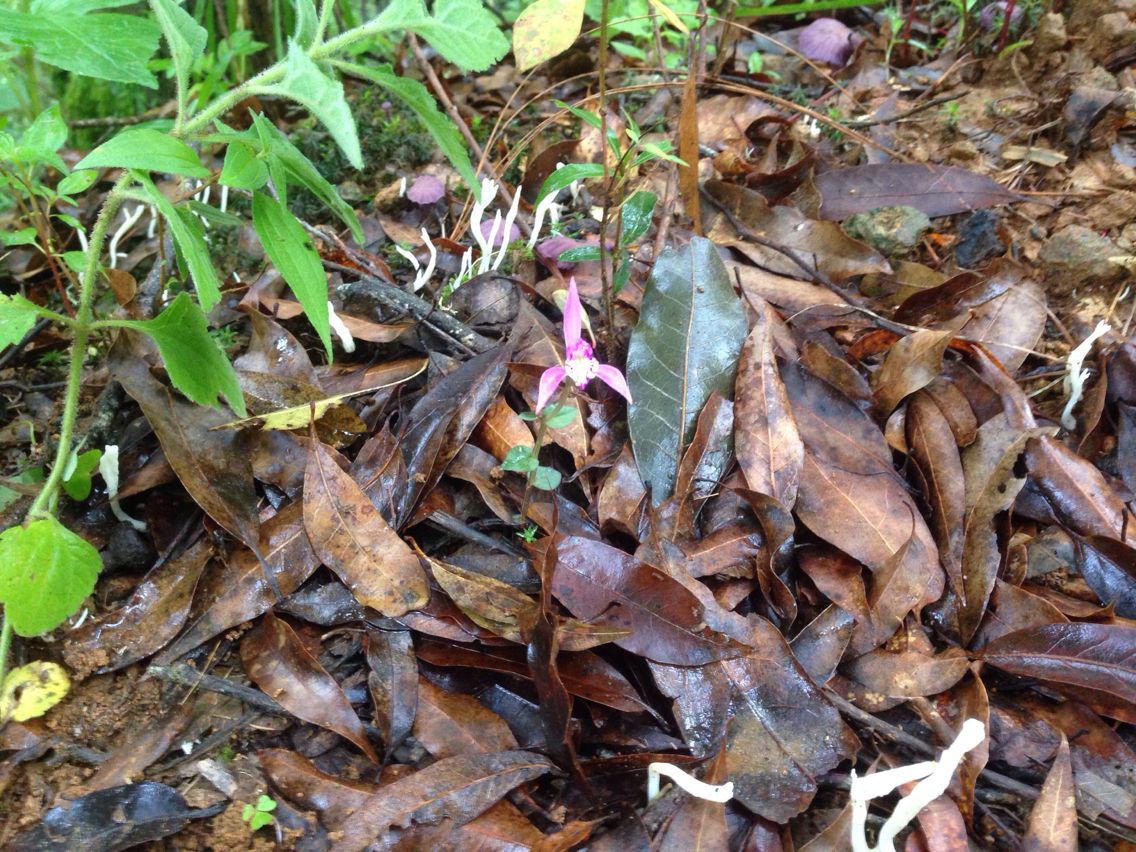 Triphora trianthophoros habit