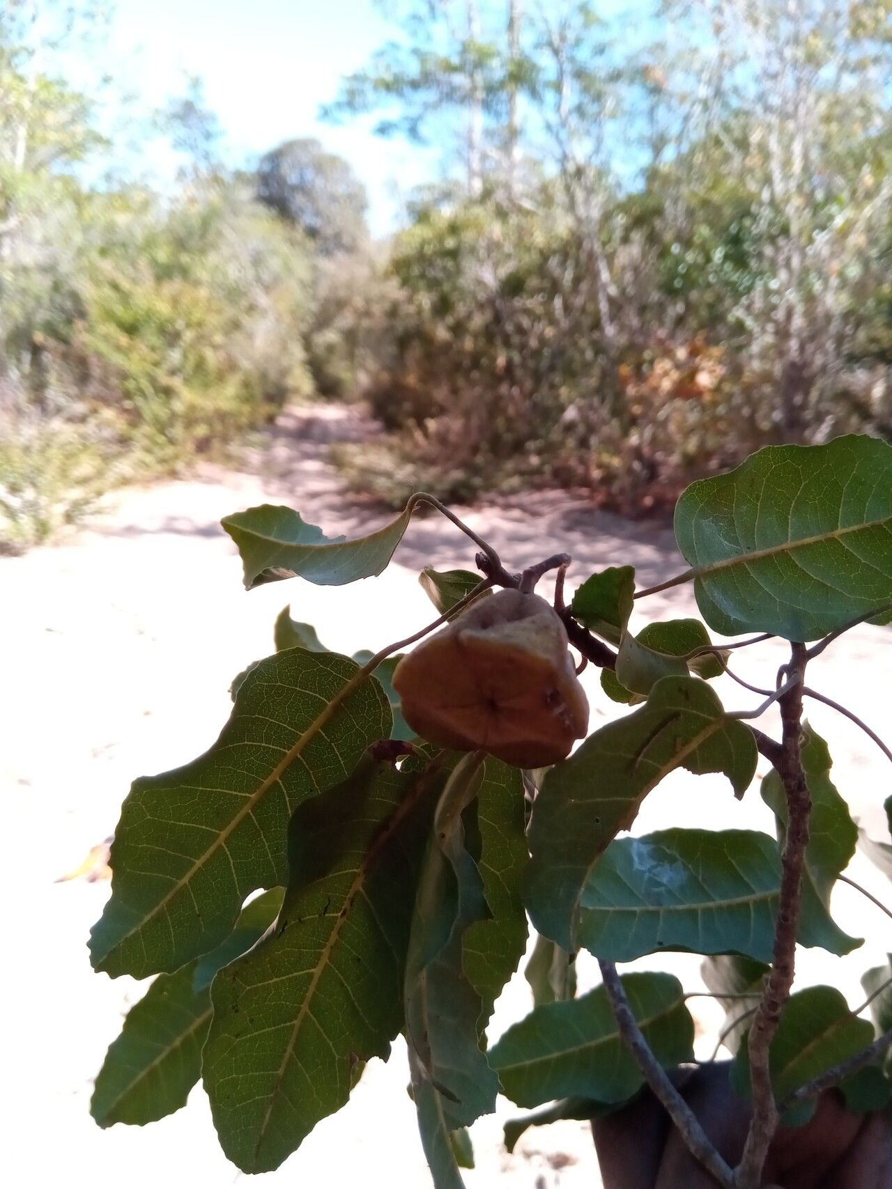Nesogordonia stylosa fruit