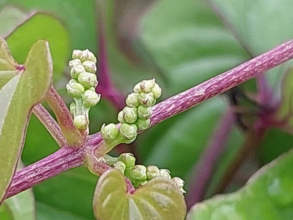Dioscorea balcanica fruit