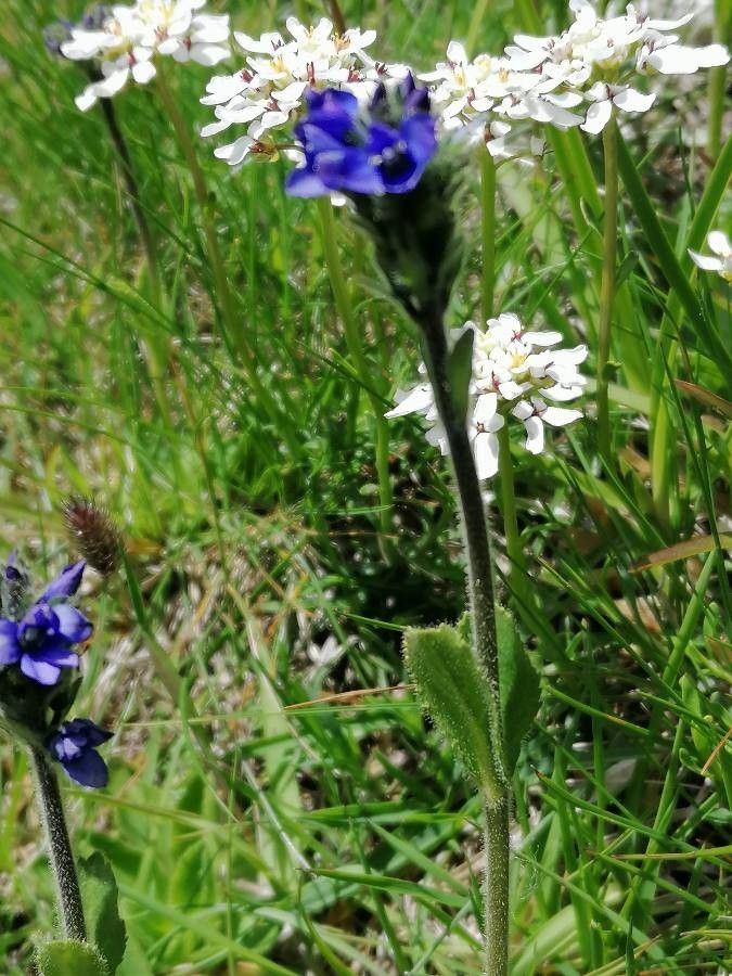 Veronica bellidioides leaf