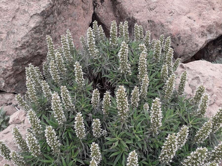 Echium onosmifolium habit