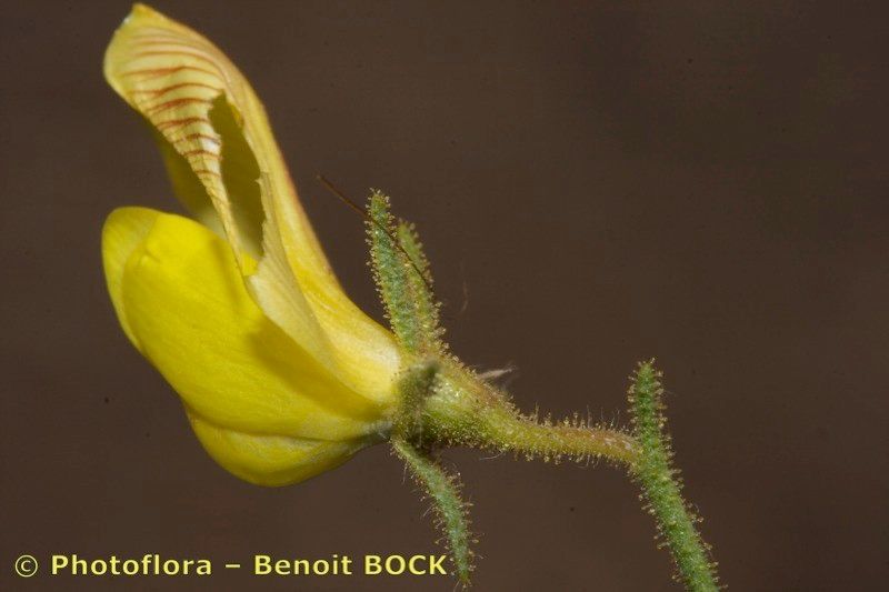 Ononis polyphylla flower