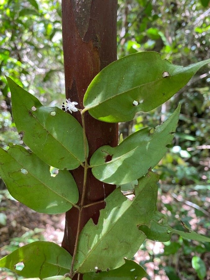Eugenia inversa flower