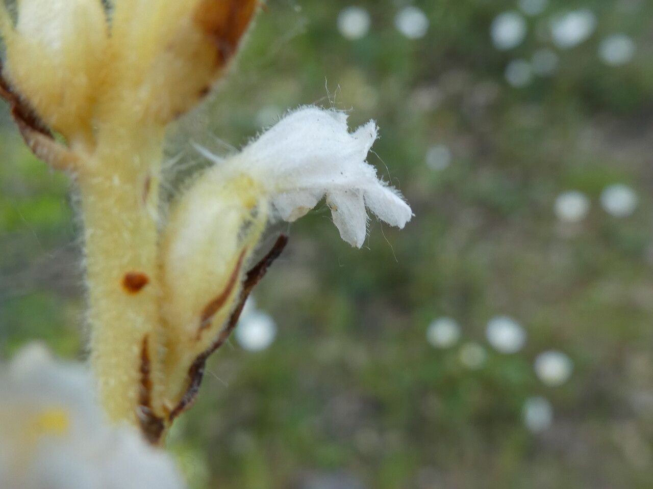 Phelipanche nana bark