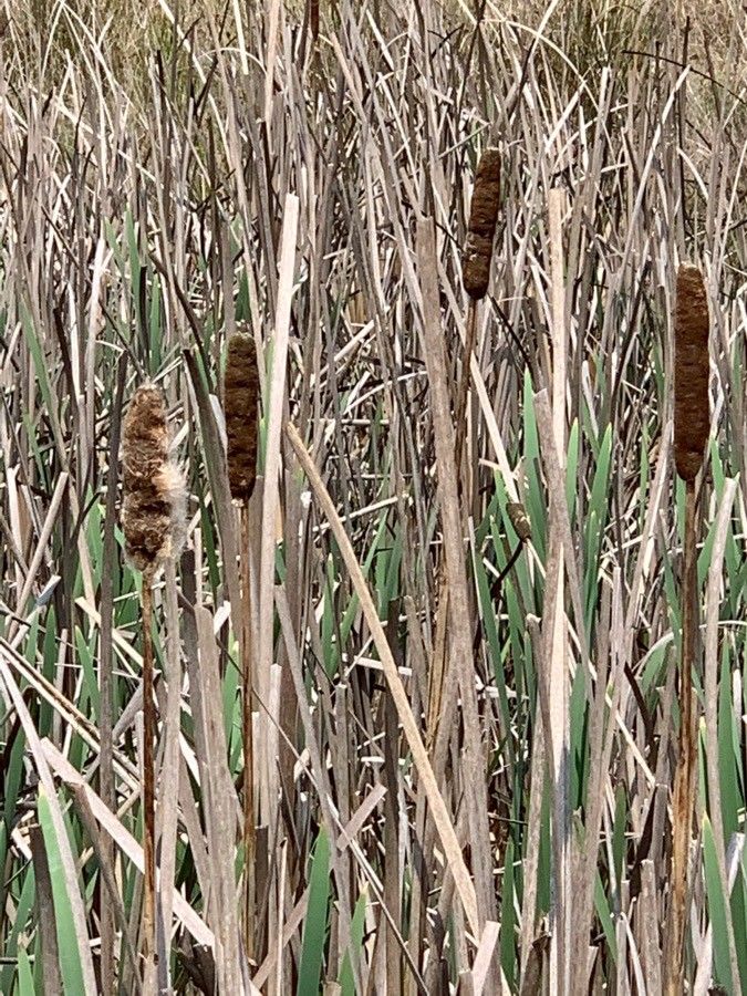 Typha domingensis fruit