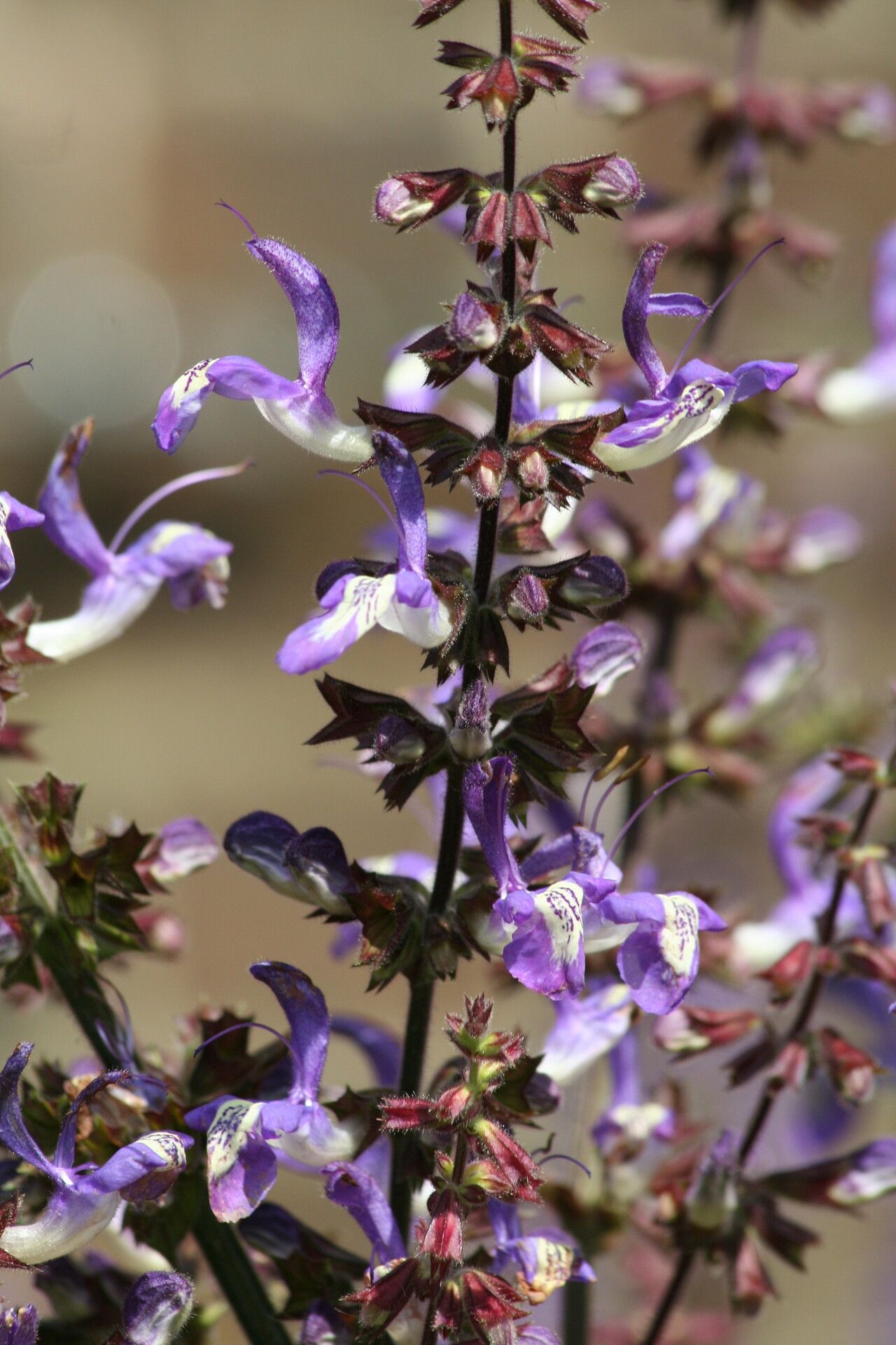 Salvia forsskaolei flower