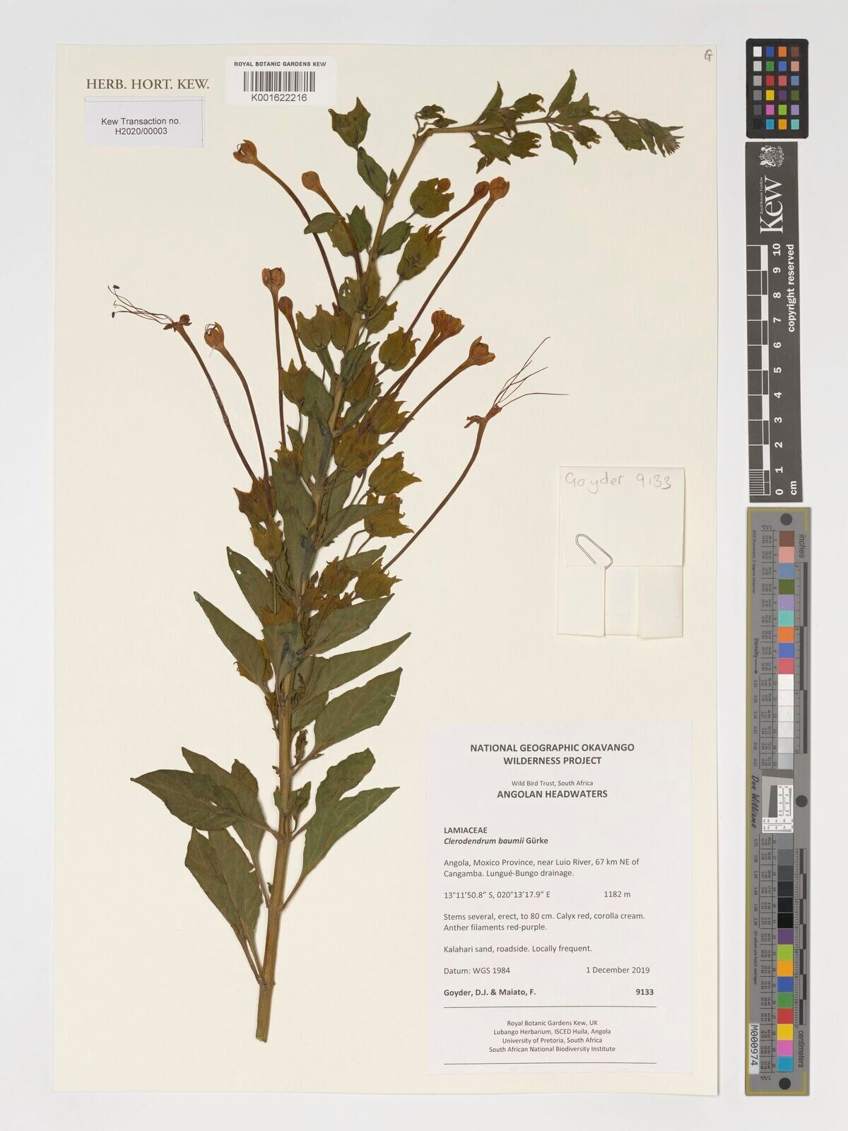 Clerodendrum baumii — houseplant care guide