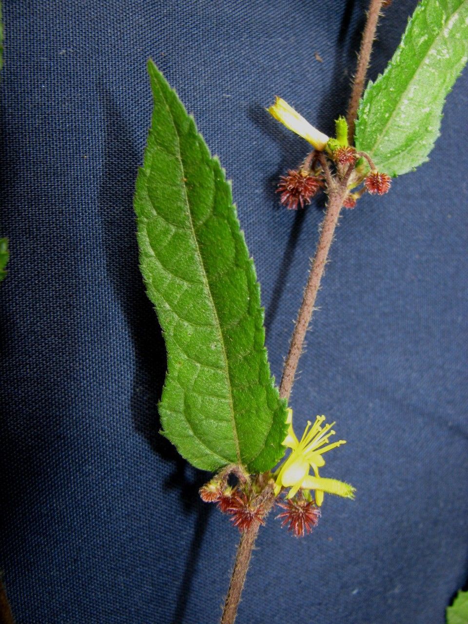 Triumfetta bogotensis other