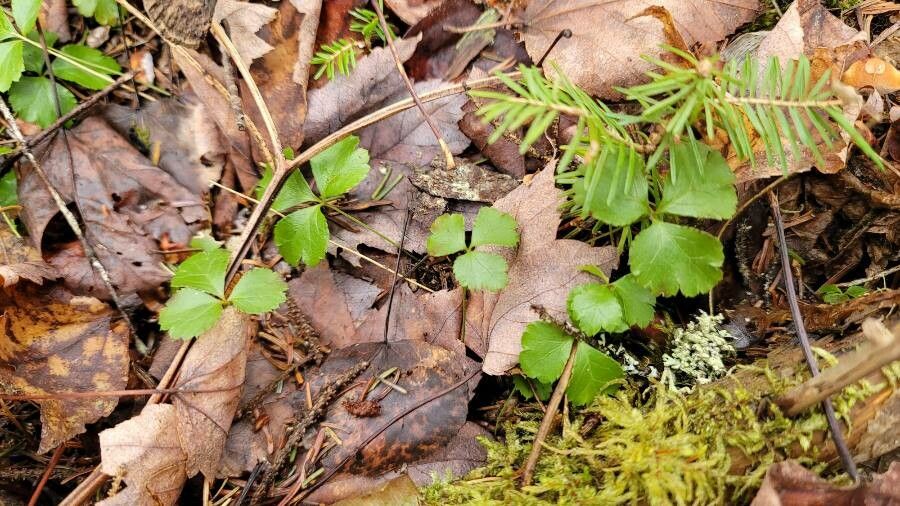 Coptis trifolia habit