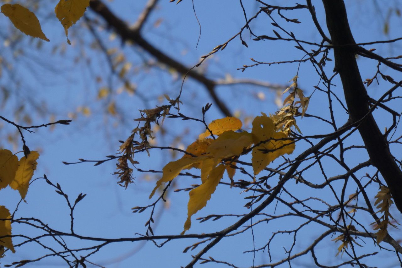 Carpinus laxiflora fruit