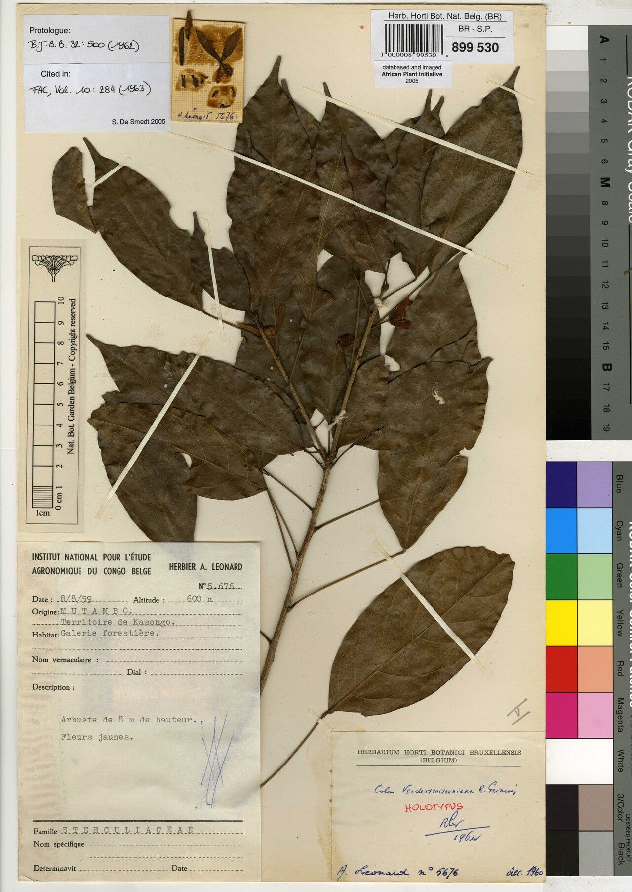 Cola vandersmisseniana — houseplant care guide