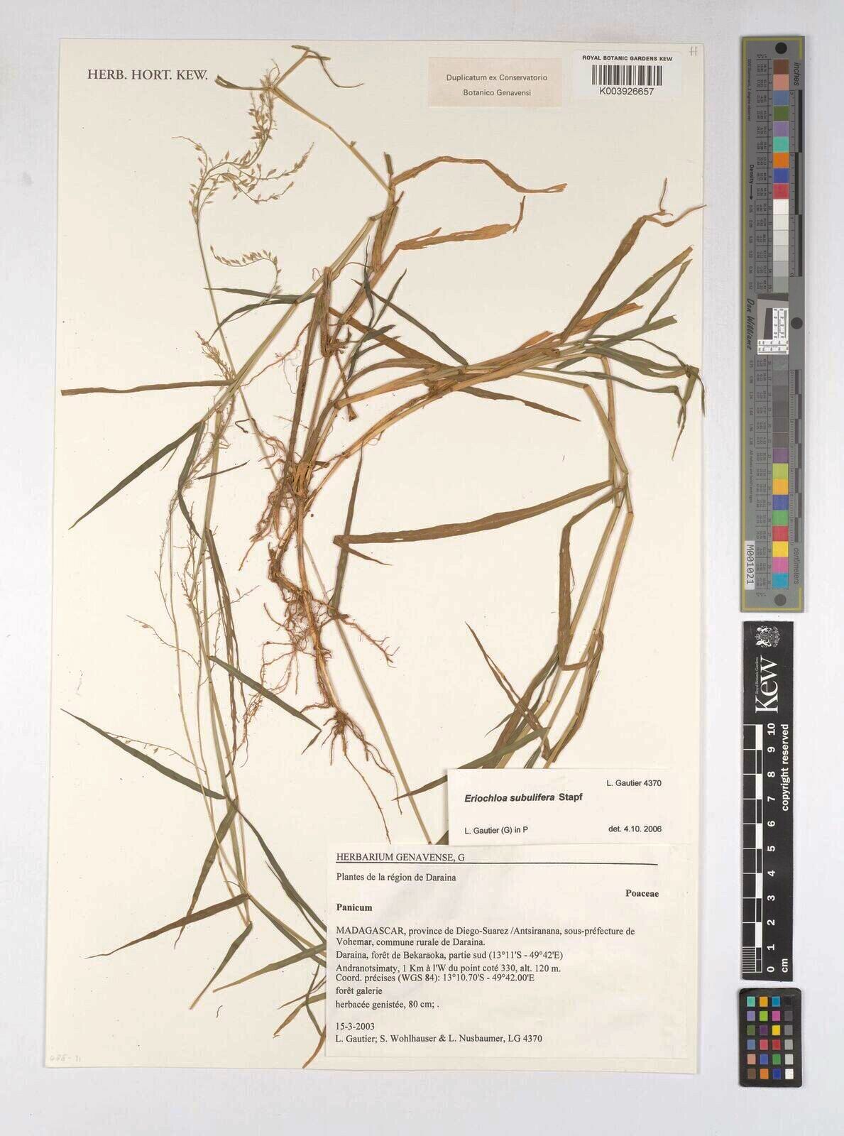 Eriochloa subulifera — houseplant care guide