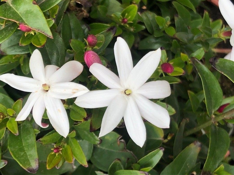Jasminum laurifolium flower