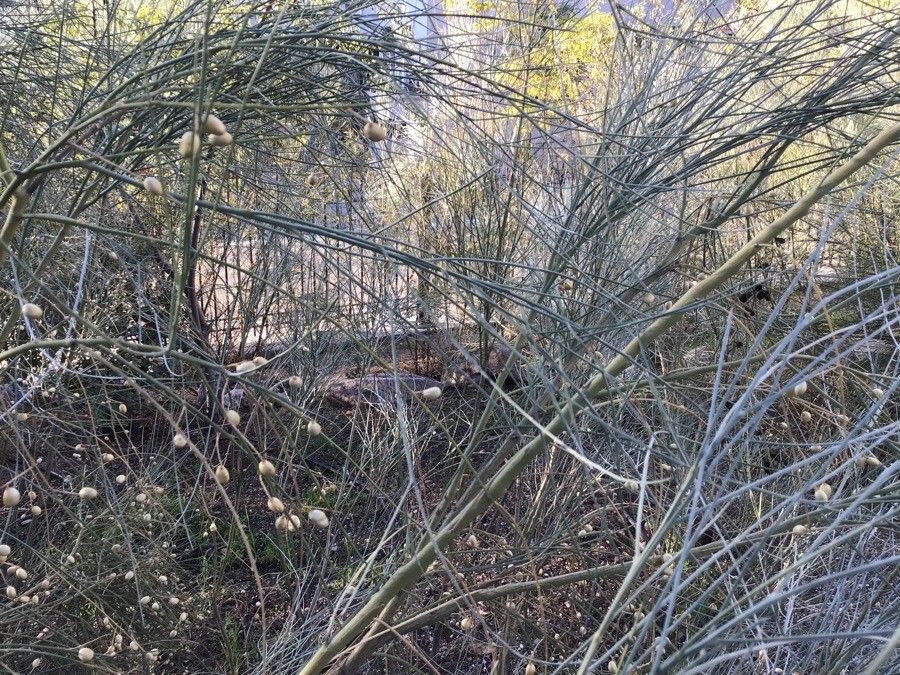 Genista sphaerocarpa leaf