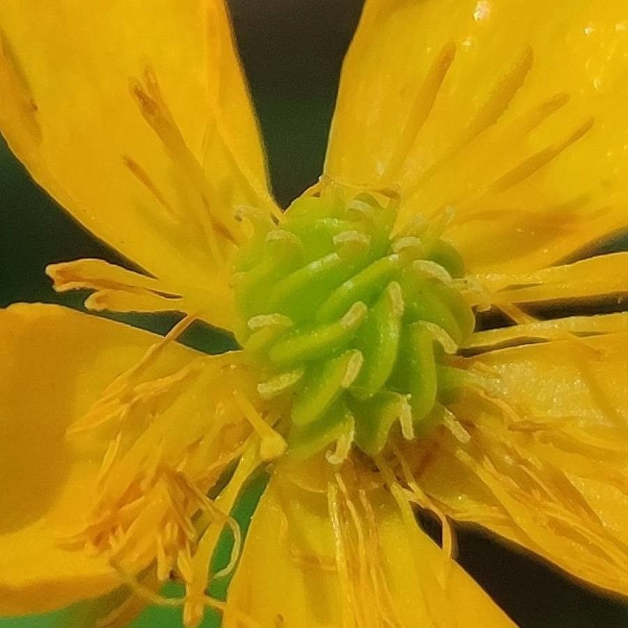 Ranunculus tuberosus fruit