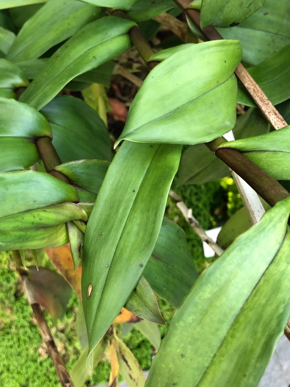 Epidendrum porphyreum — search result for 'Epidendrum'