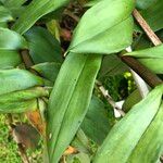 Epidendrum porphyreum