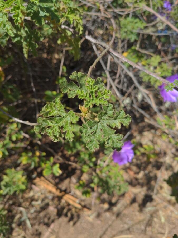 Alyogyne huegelii leaf