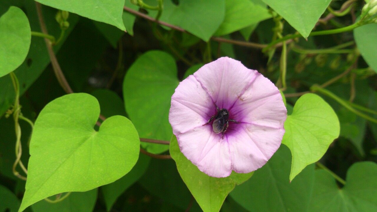 Ipomoea tiliacea — search result for 'Ipomoea'