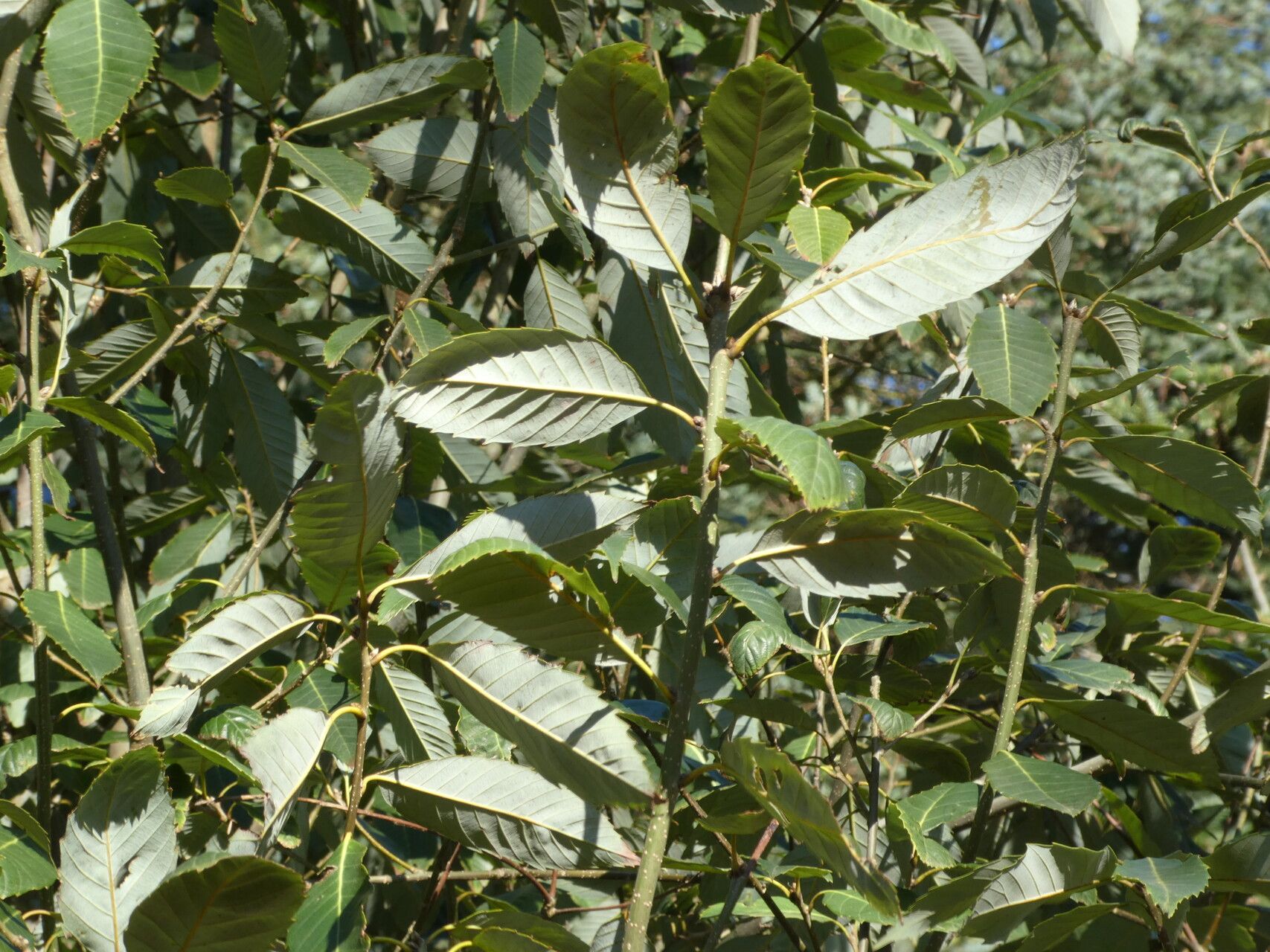 Quercus kiukiangensis leaf