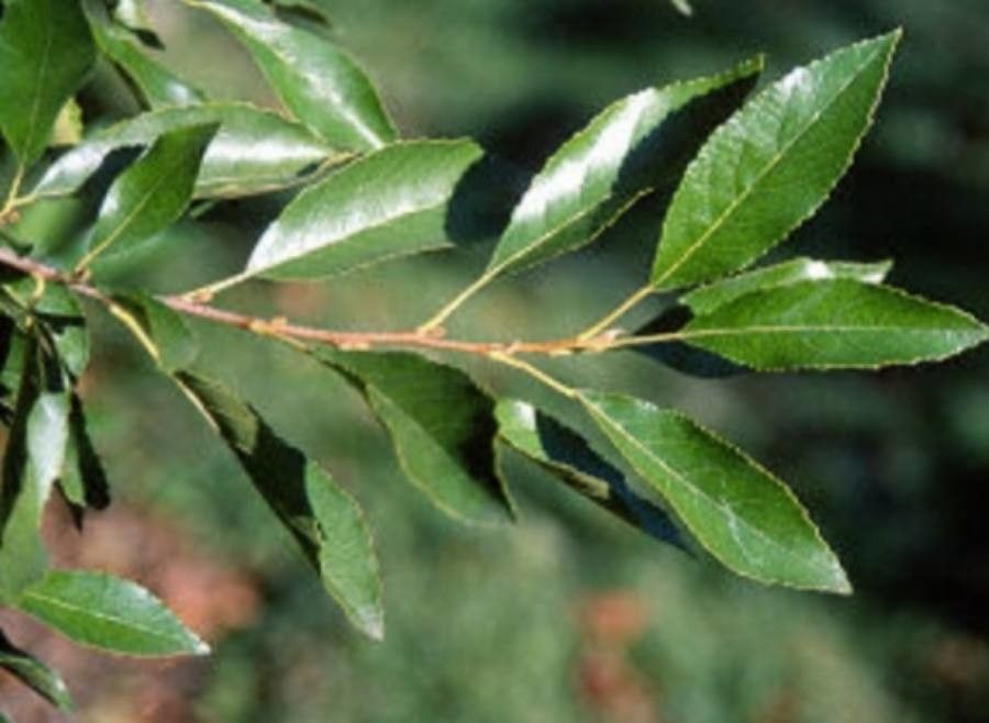 Alnus maritima — search result for 'Alaska'