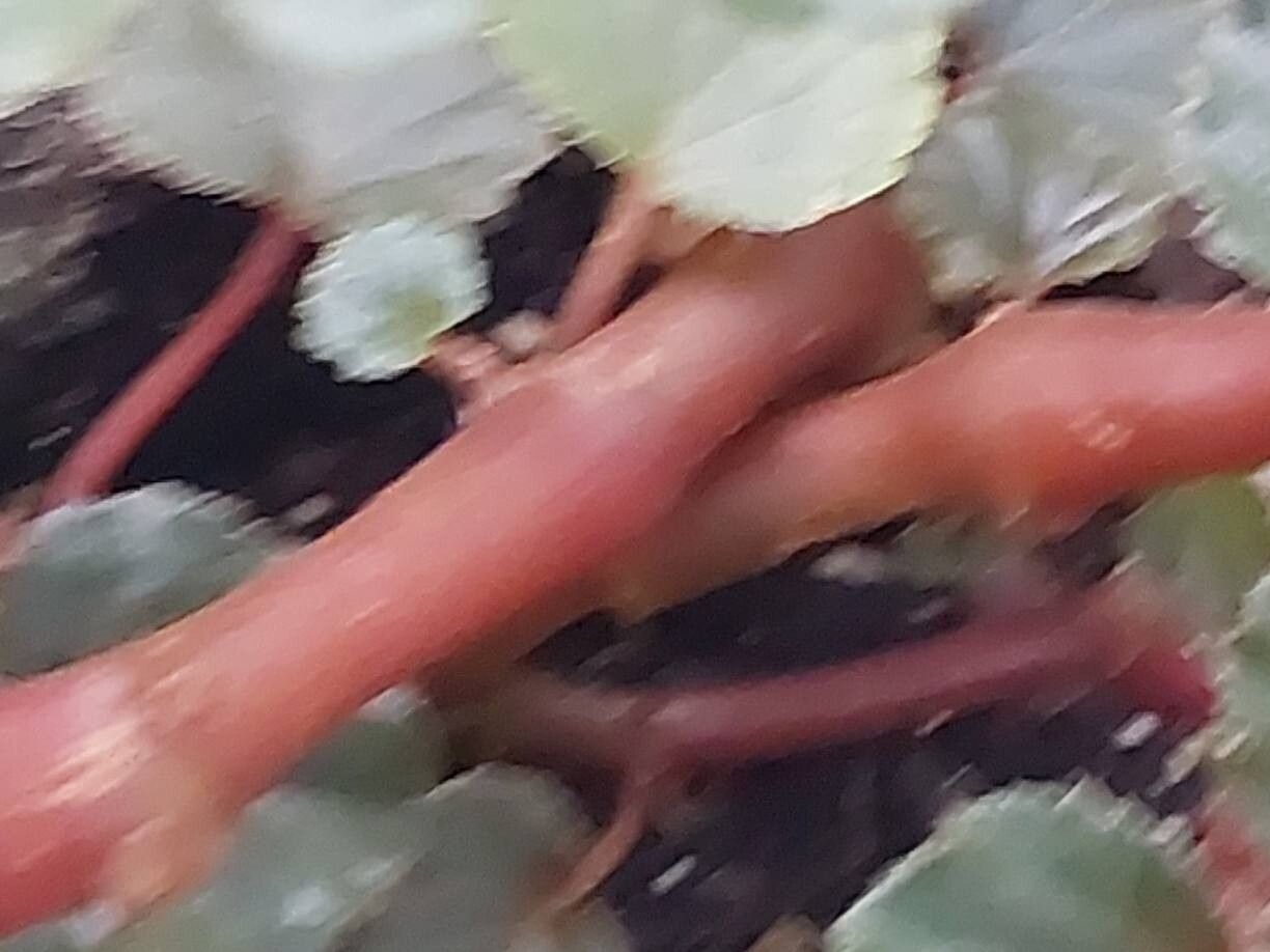 Begonia fischeri bark