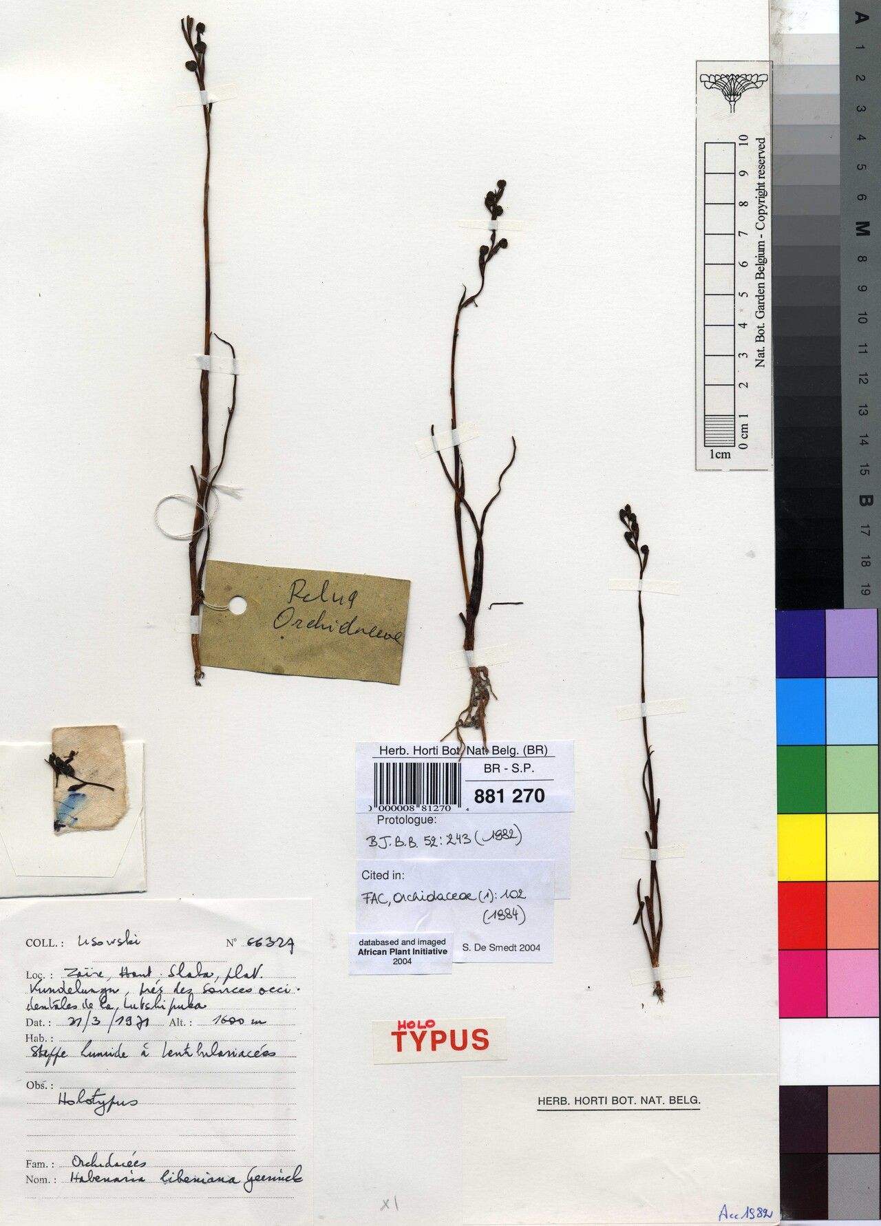 Habenaria libeniana — houseplant care guide