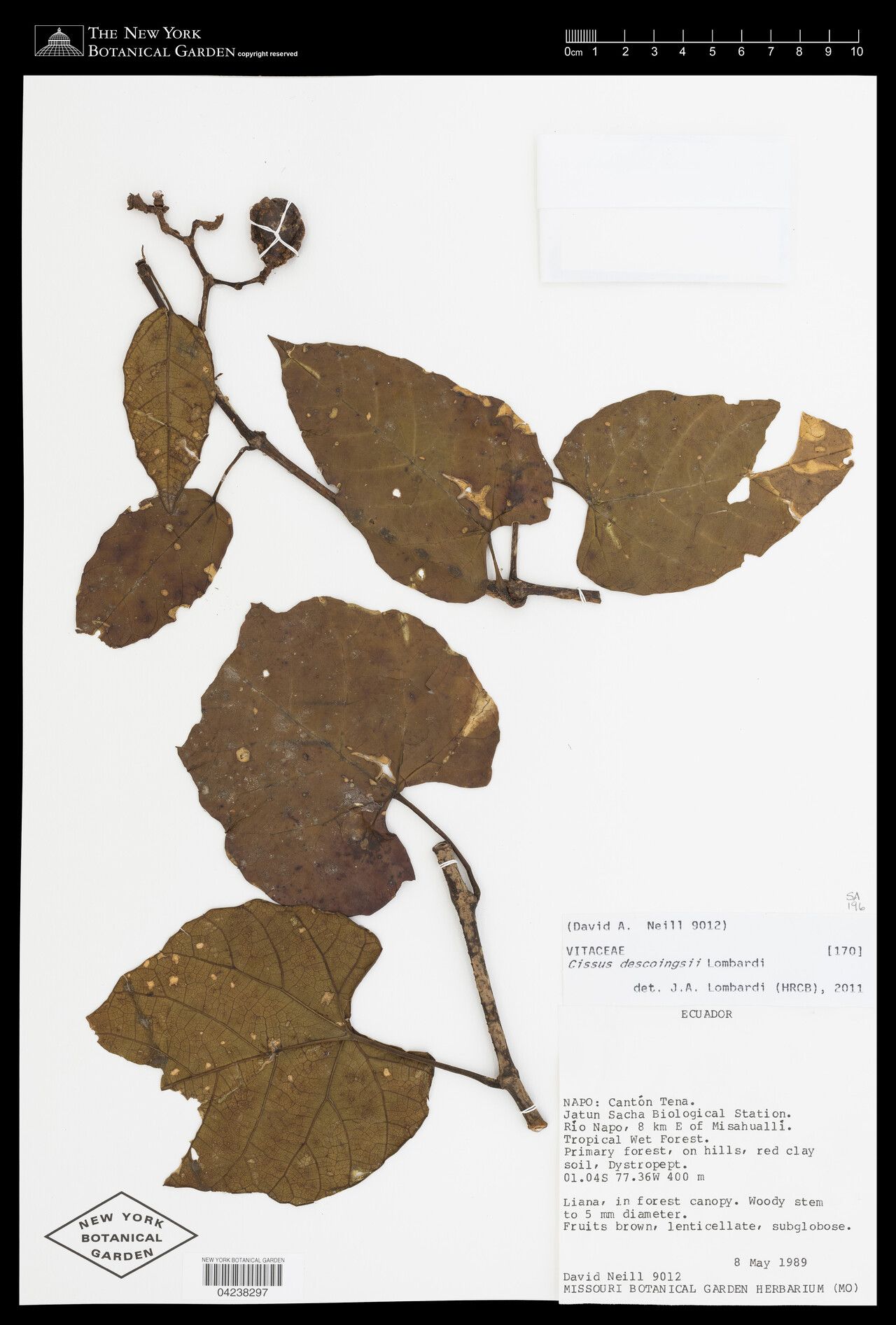 Cissus descoingsii leaf