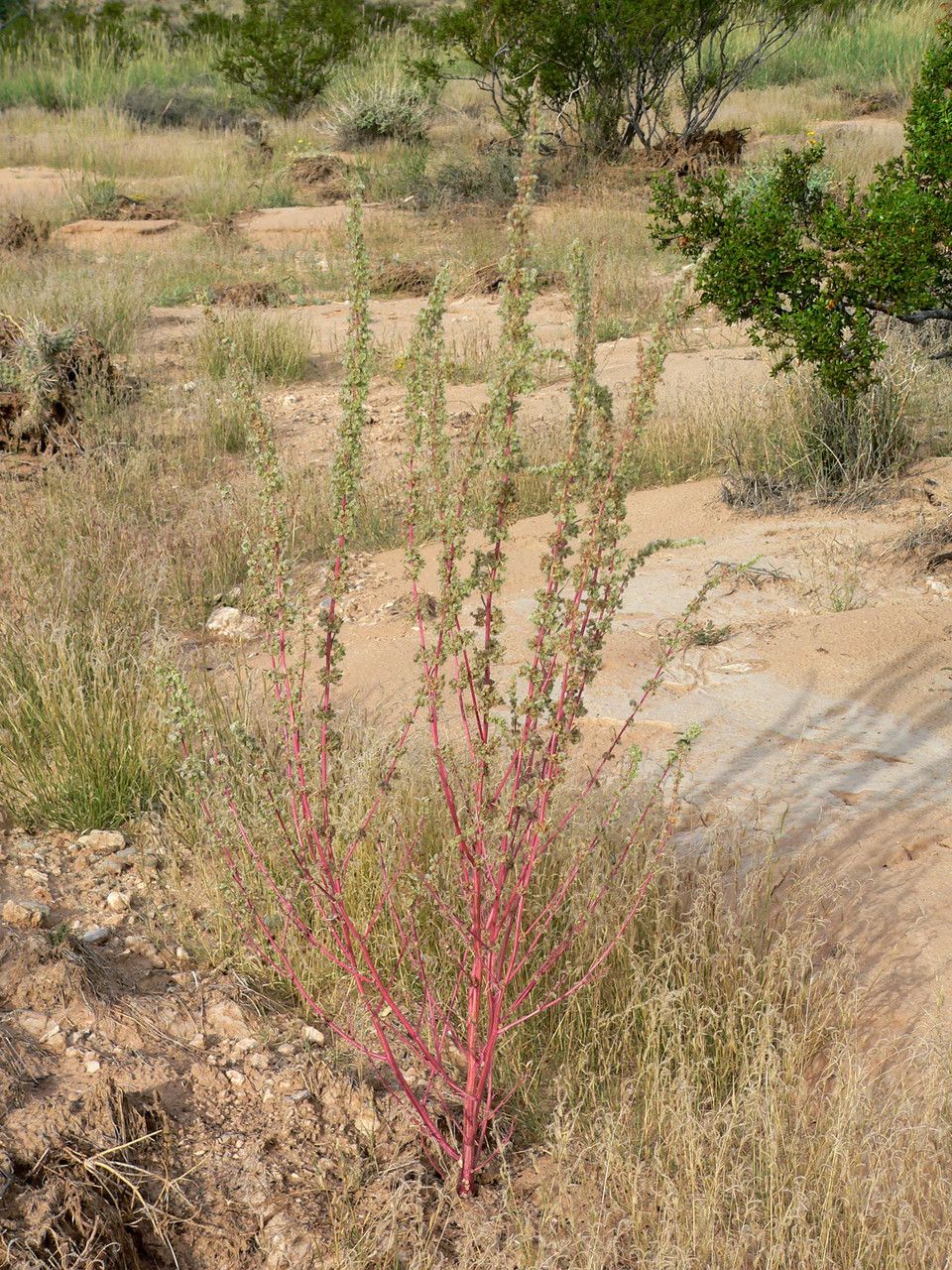 Amaranthus fimbriatus habit