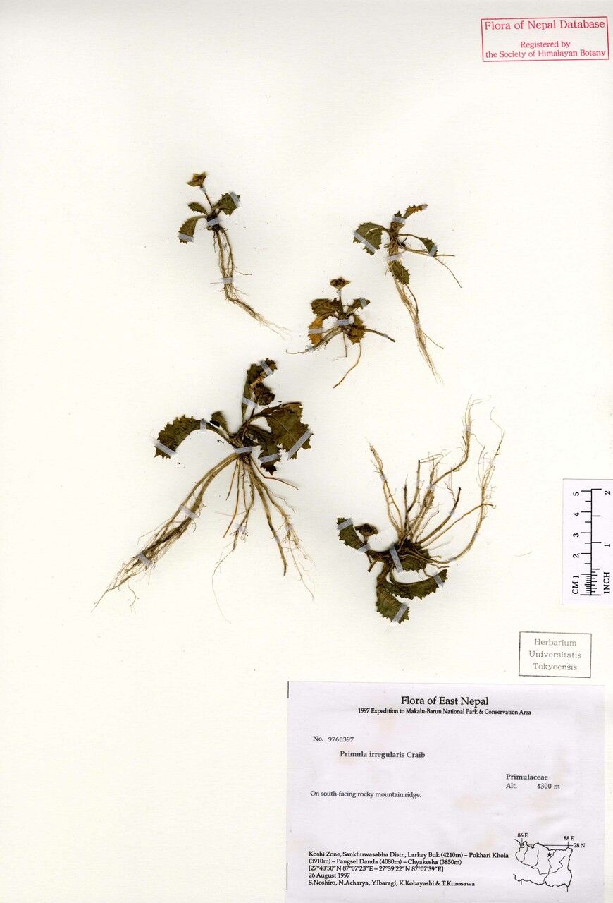 Primula irregularis — houseplant care guide