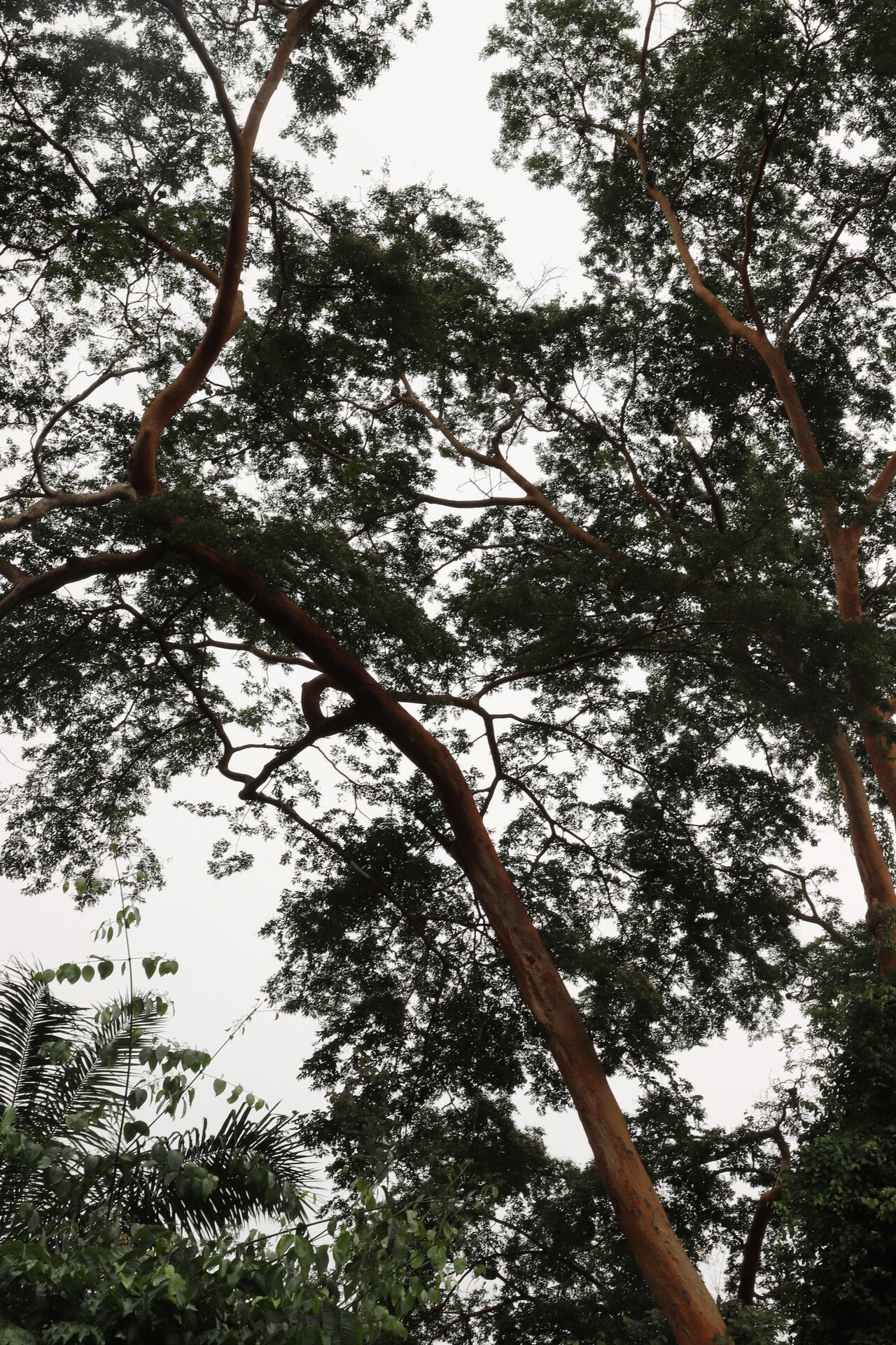 Guibourtia arnoldiana habit