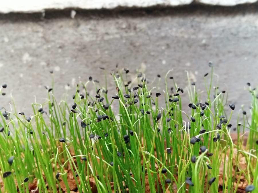 Eleocharis uniglumis leaf