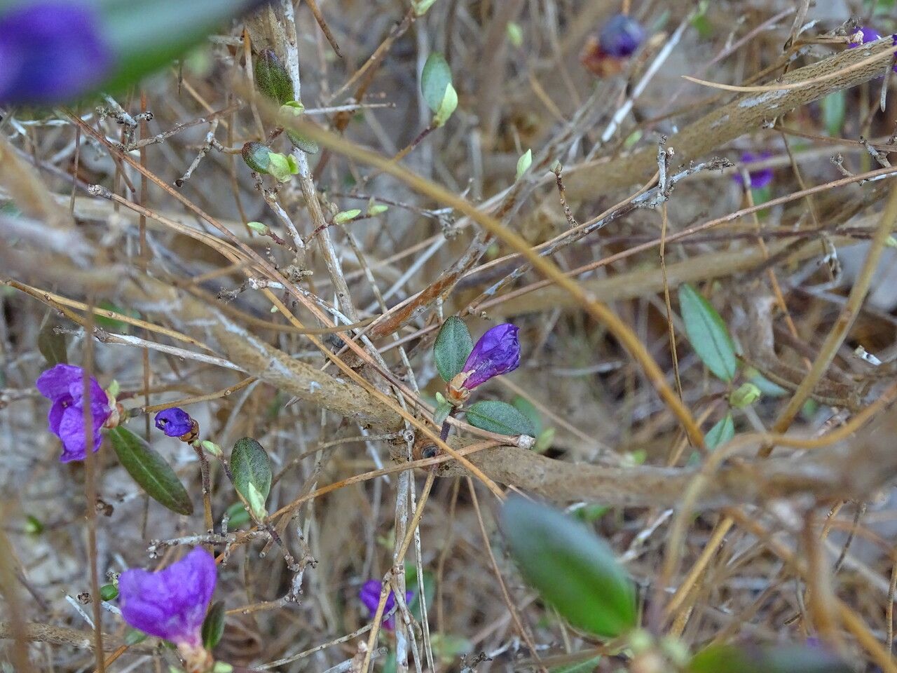 Rhododendron dauricum bark