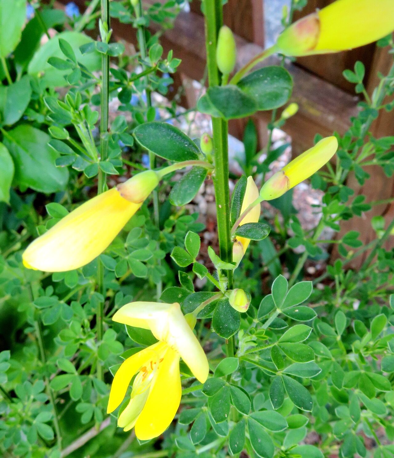 Cytisus grandiflorus flower