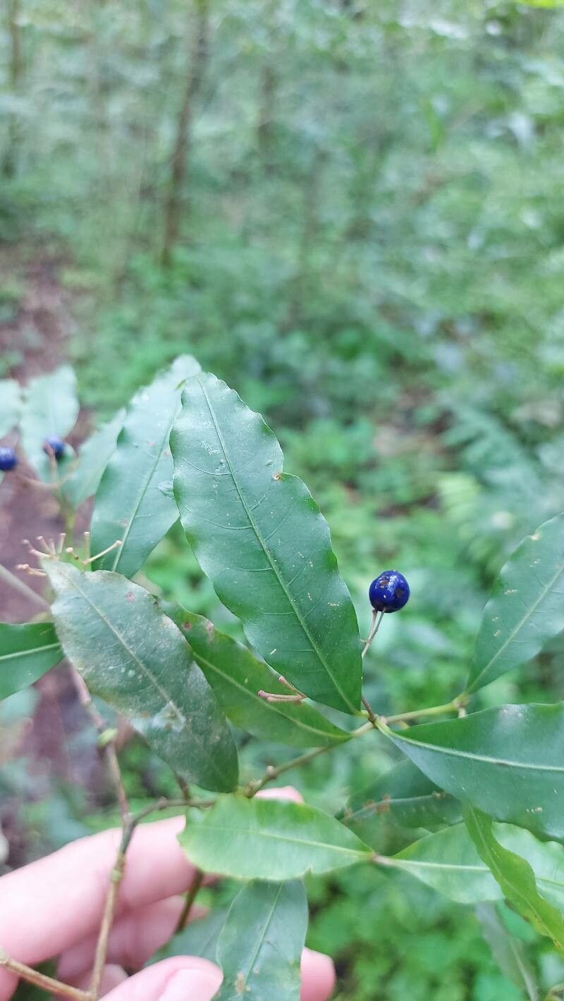 Psychotria leiocarpa leaf