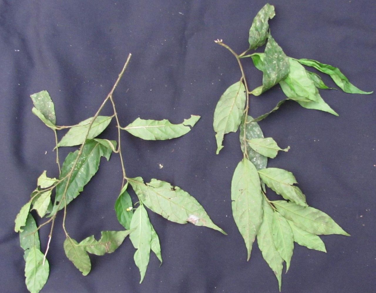 Solanum pertenue other