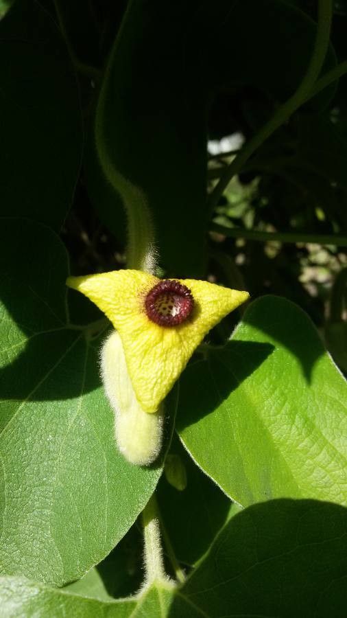 Aristolochia tomentosa flower