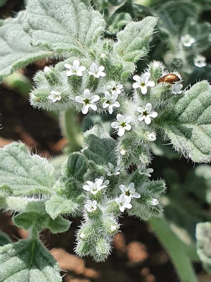Coldenia procumbens flower