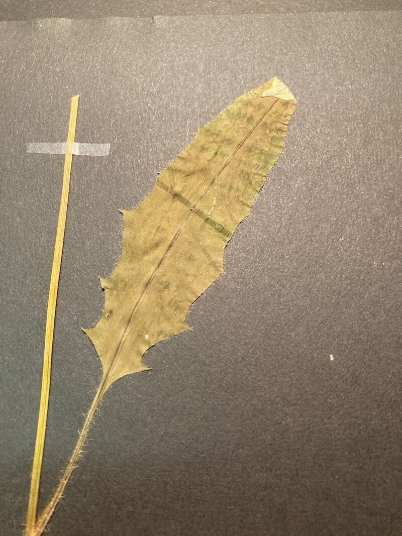 Hieracium caesium — houseplant care guide