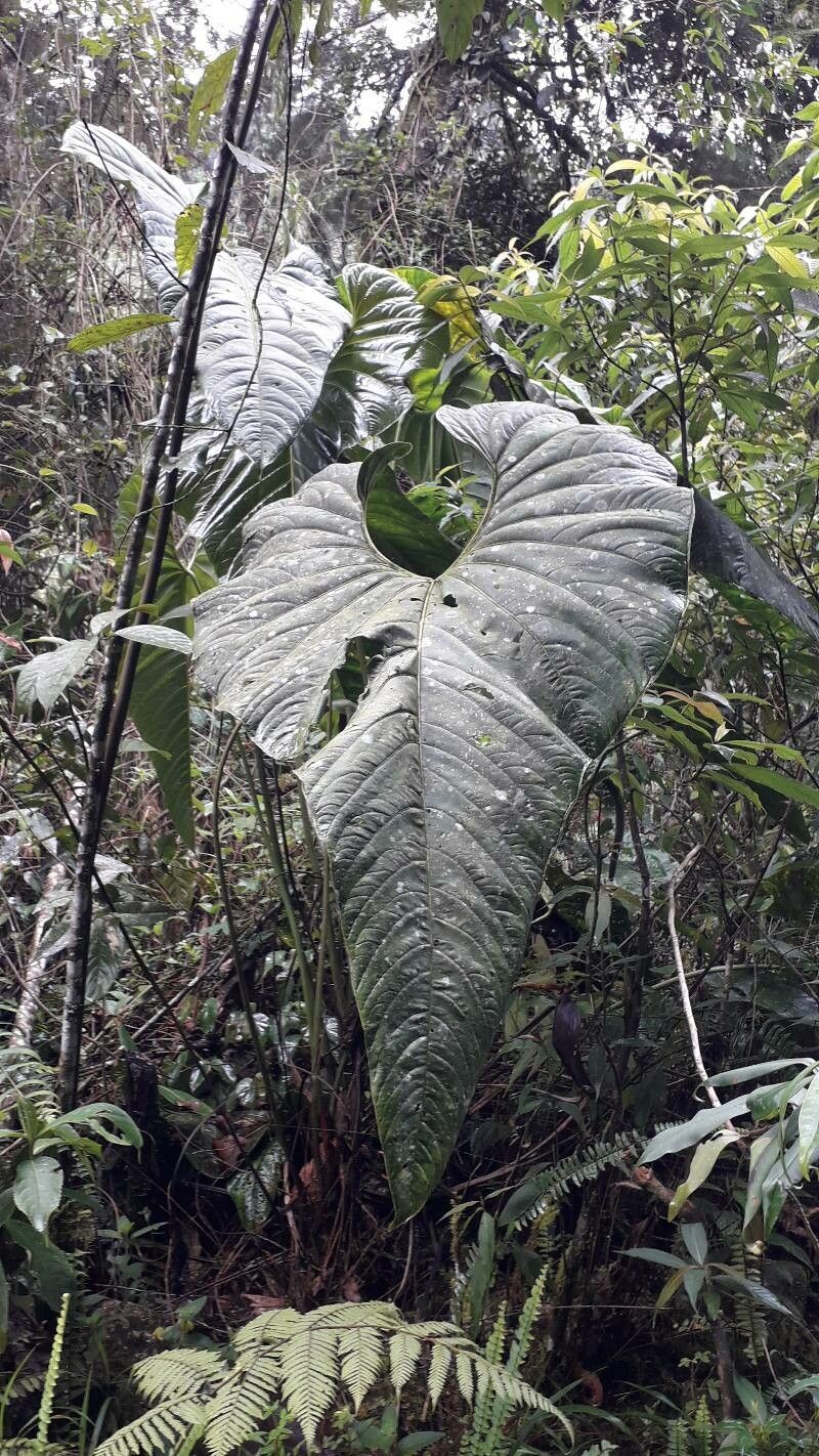 Anthurium bogotense — houseplant care guide