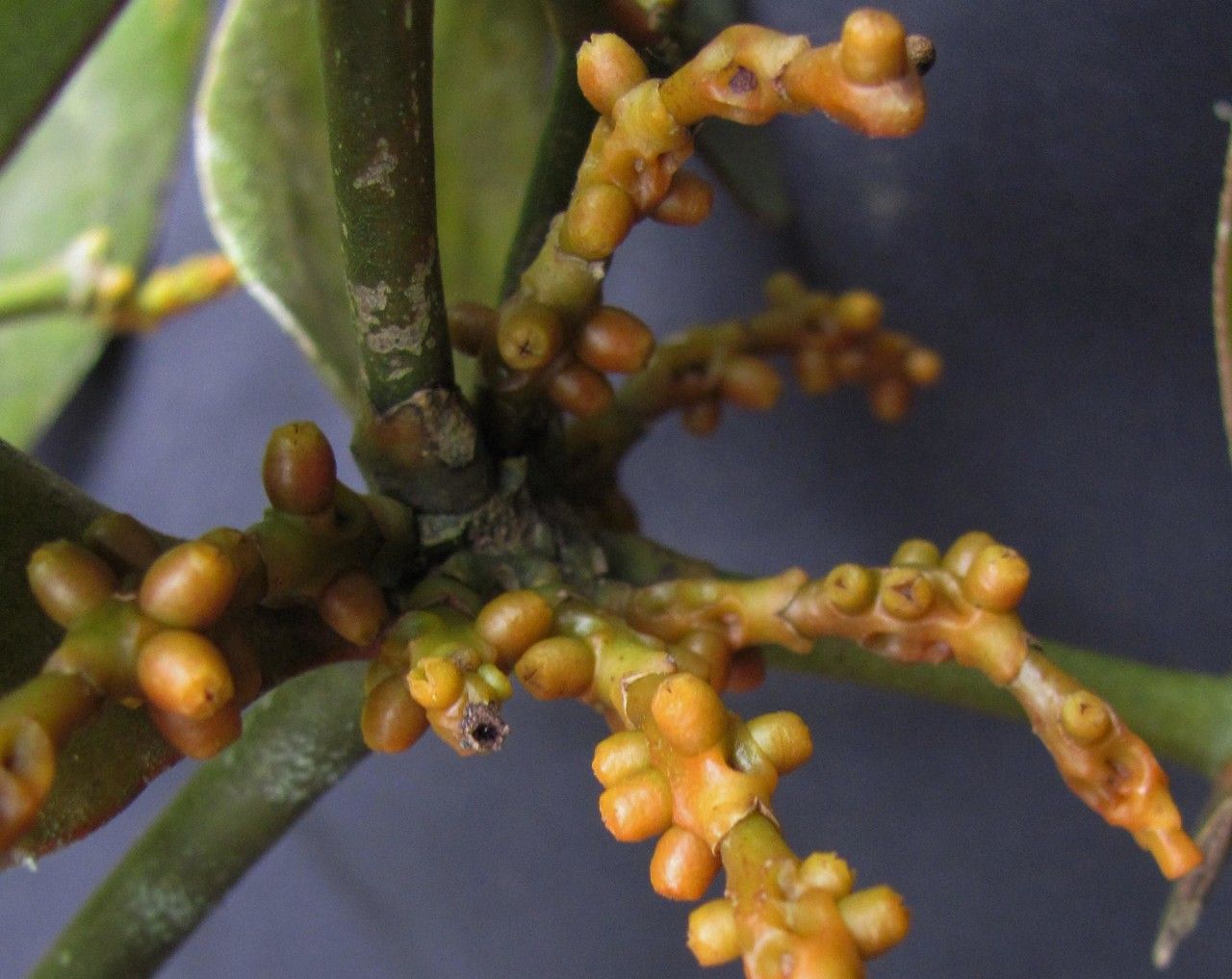 Phoradendron robustissimum fruit