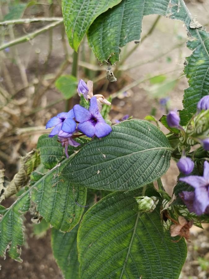 Eranthemum pulchellum — search result for 'Acanthaceae'