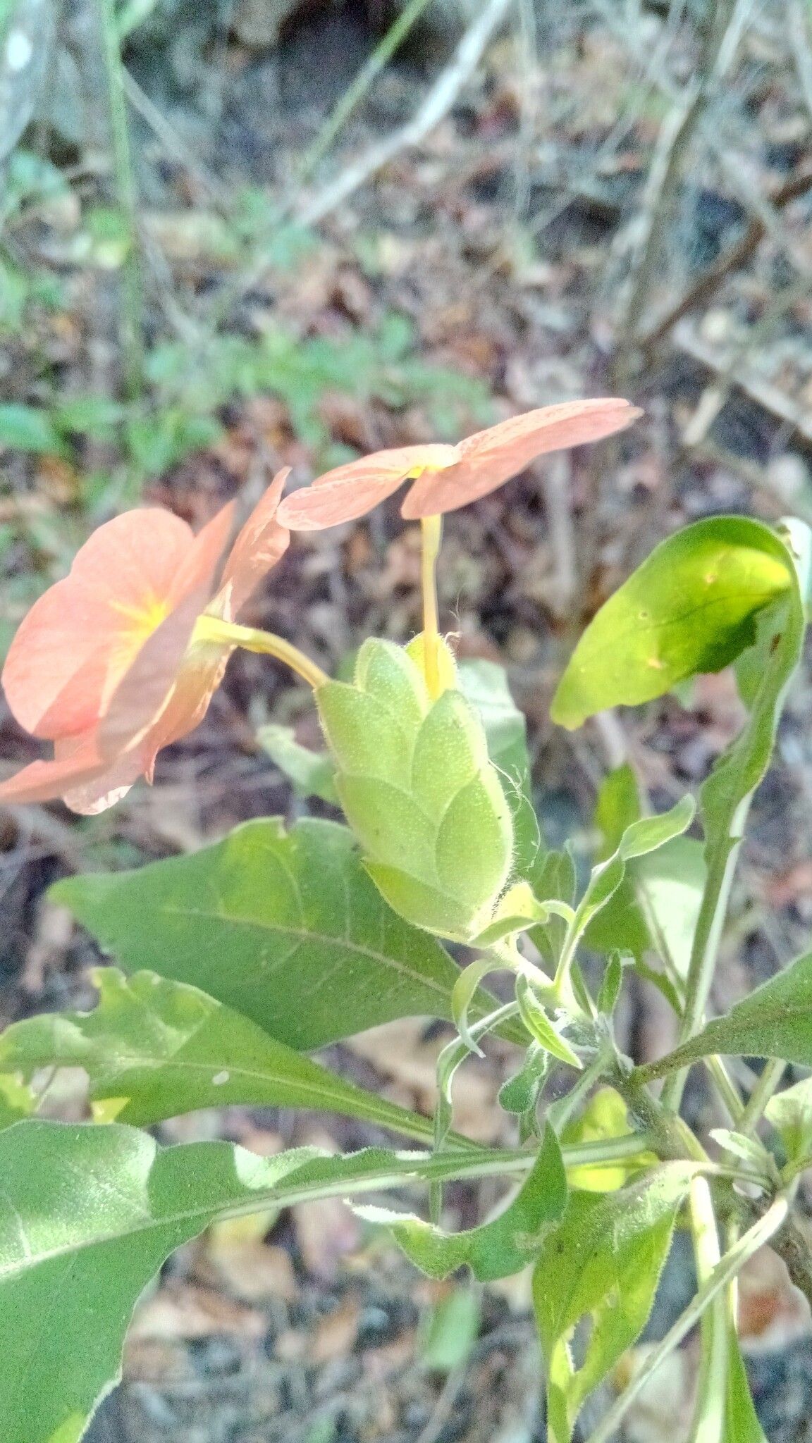 Crossandra longispica flower