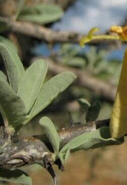 Sesamothamnus guerichii — related species from the same genus