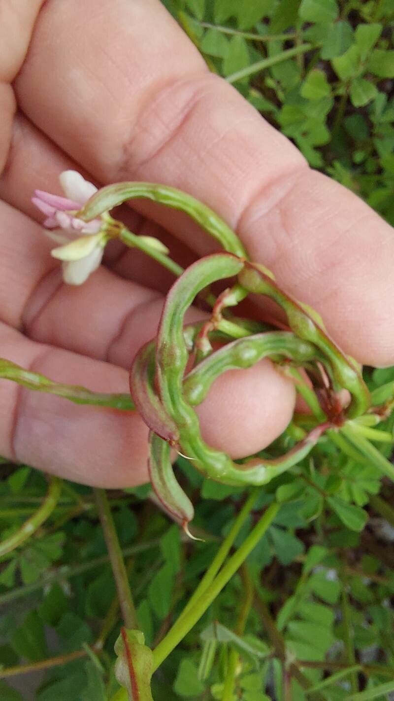 Coronilla viminalis fruit