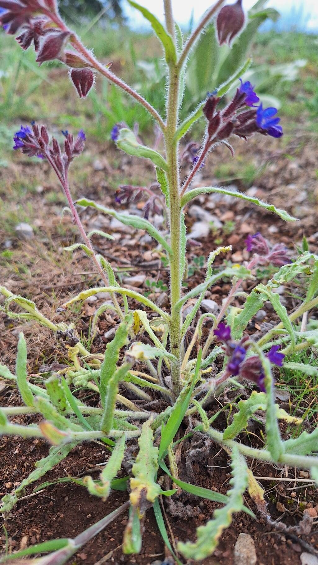 Anchusa hybrida bark