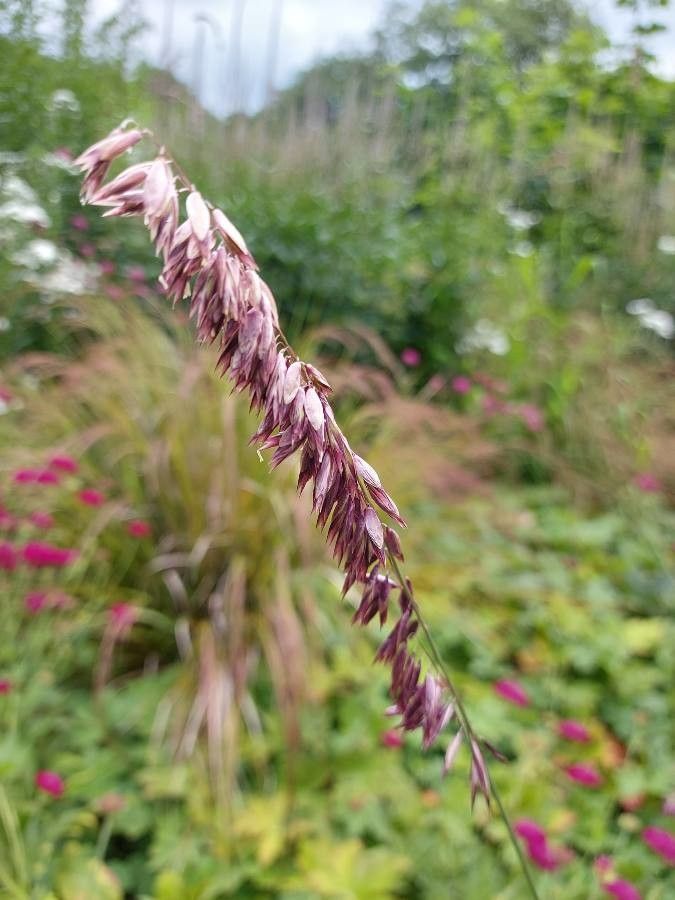 Melica altissima fruit